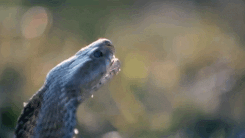 200407o.gif