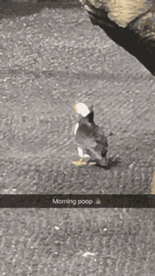 200416b.gif