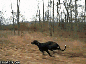 200611k.gif