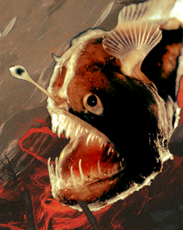 angler hellion